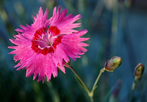 My Pinks (Dianthus) made it through the winter.
